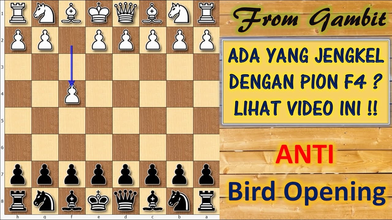 ANTI BIRD OPENING | BIRD X GAMBIT