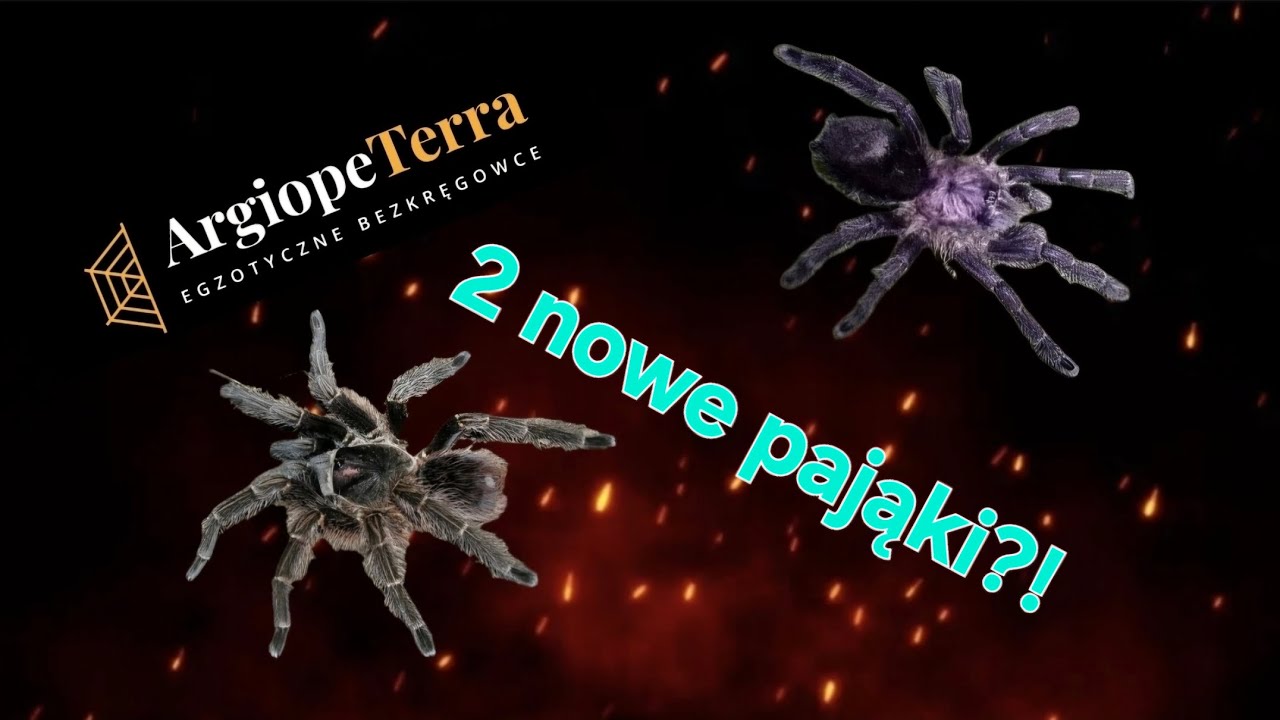 2 PIĘKNE I NOWE PAJĄKI! CZY UCIEKŁY?! |avicularia purpurea i phormictopus cancerides|