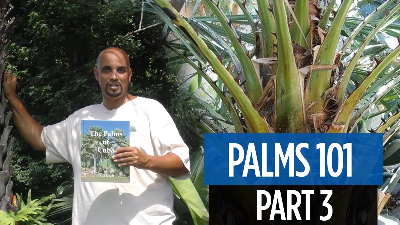 Palms 101 part 3