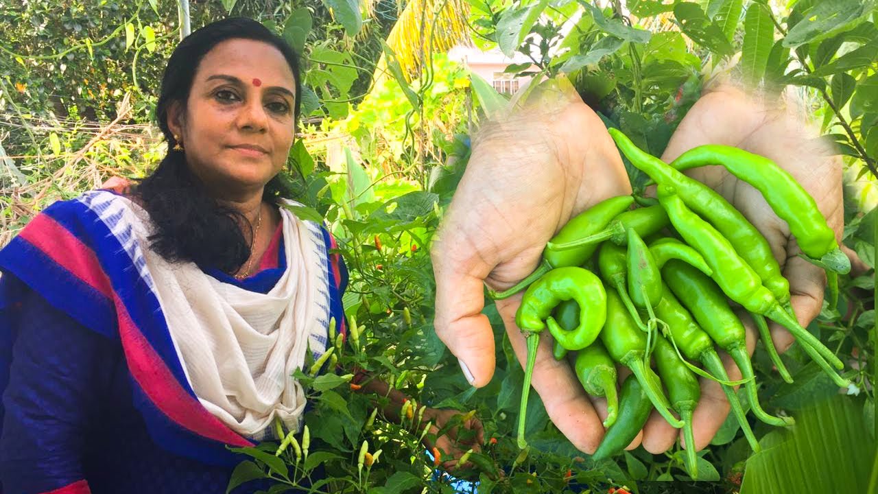 ഇനി മുതൽ നിങ്ങൾക്കും പച്ചമുളക് നൂറുമേനി!! ഈ വീഡിയോ ഒന്നു കണ്ടു നോക്കു! Green Chilly Organic farming