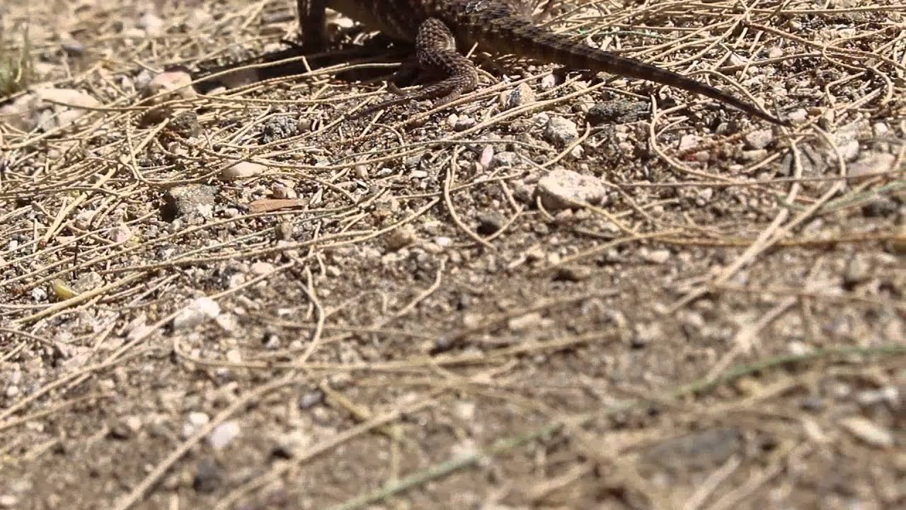 Feeding a Yellow-backed Spiny lizard
