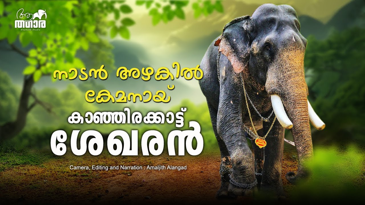 Kanjirakkattu Sekharan | Story of Kerala Elephant | Aanatthaara Episodes | കഞ്ഞിരക്കാട്ട് ശേഖരൻ