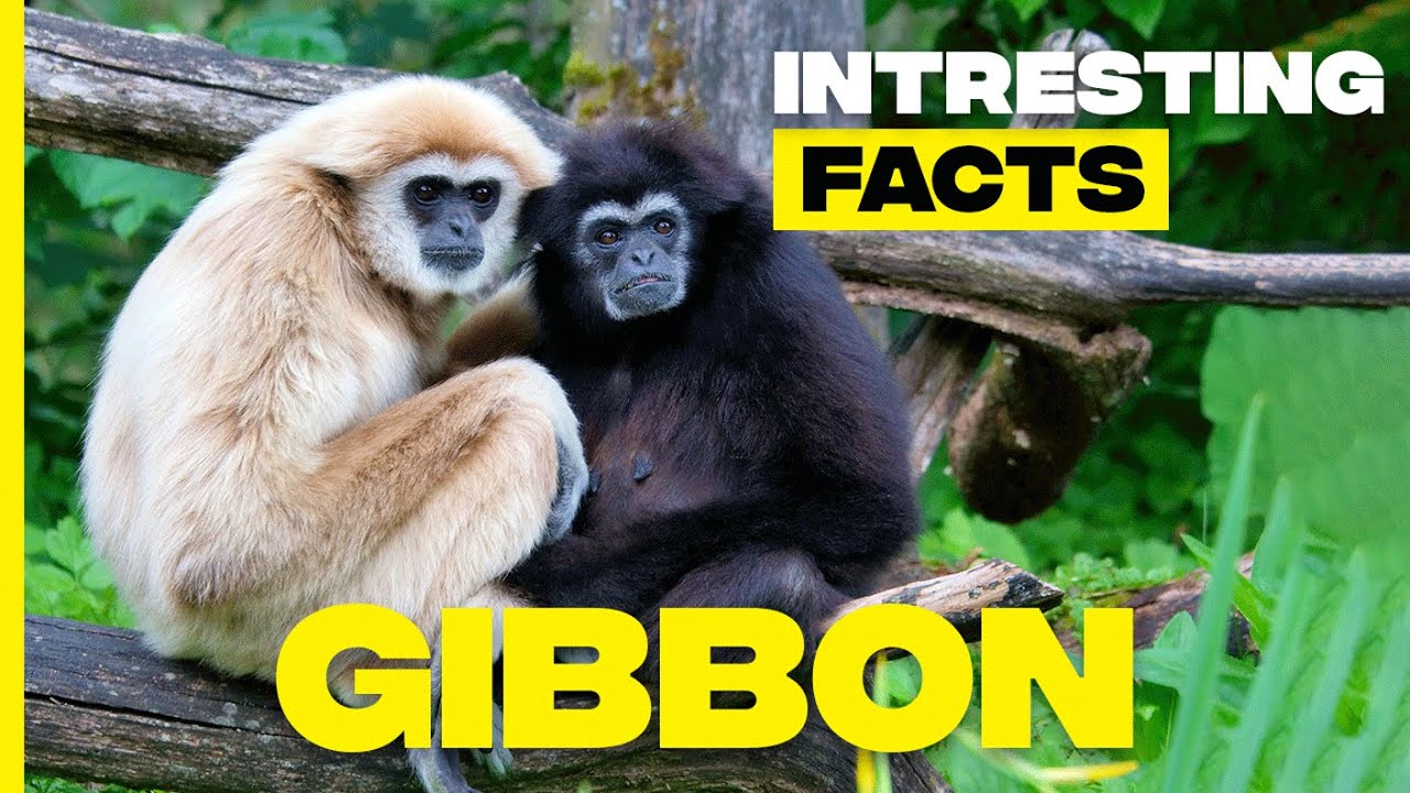 Discovering Gibbons: Masters of the Rainforest Canopy | Random Facts