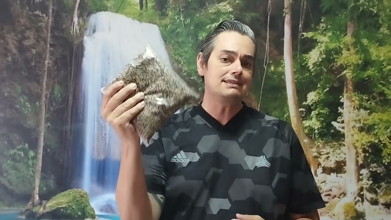 Melhor Manejo para pintassilgo / Tarin