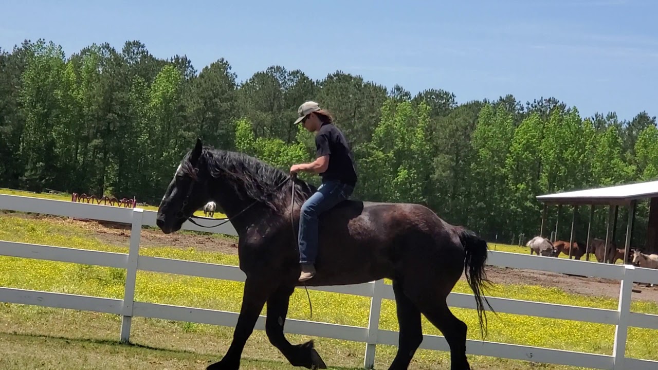 Percheron gelding riding 18.2 hands