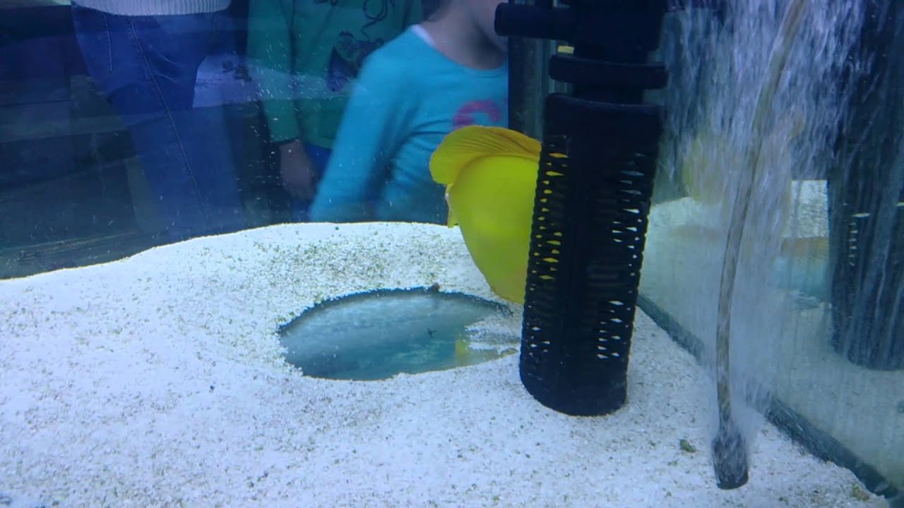The most MEGA yellow tang ever!