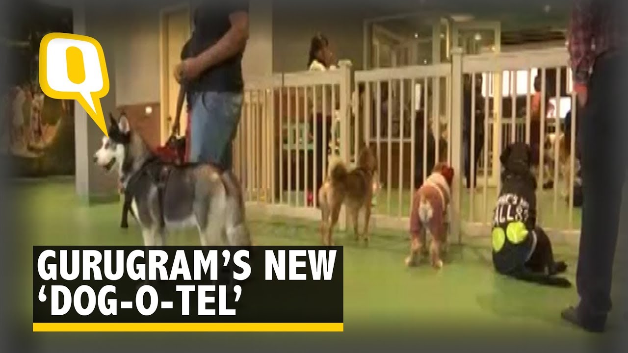 This Dog Hotel Will Pamper your Pooch Just Like You Do | The Quint