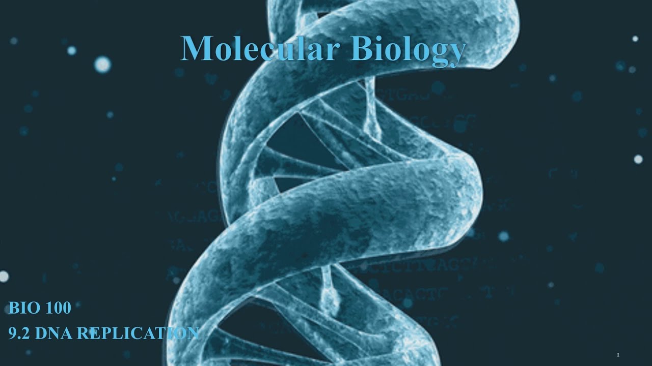 Molecular Biology: DNA Replication