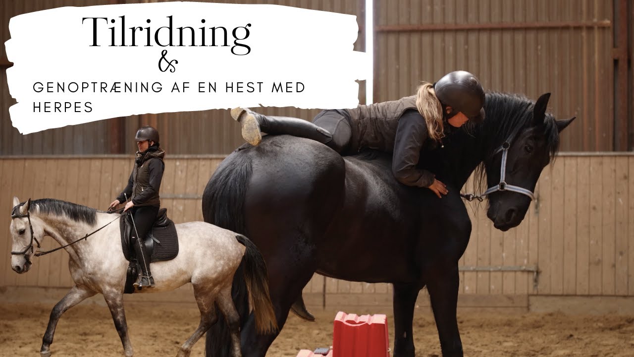 Fokus på heste træning - Line Bonde #4afsnit