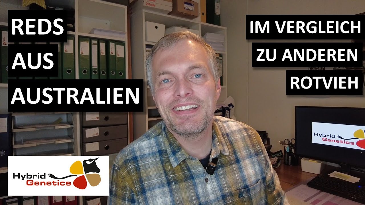 Dieses Video wird Deine Sicht auf australische Rotvieh-Bullen verändern!