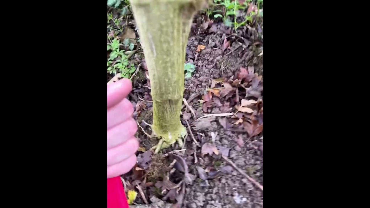 Wedding cake late November uk outdoor guerrilla grow chop time ✂️ #plants #cannabisheals #green