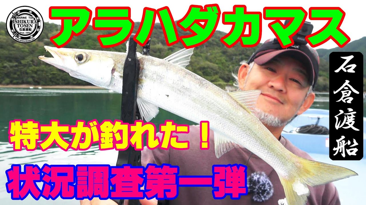 カマス調査第一弾！今シーズンはどうなのか？【名倉アラハダカマス】