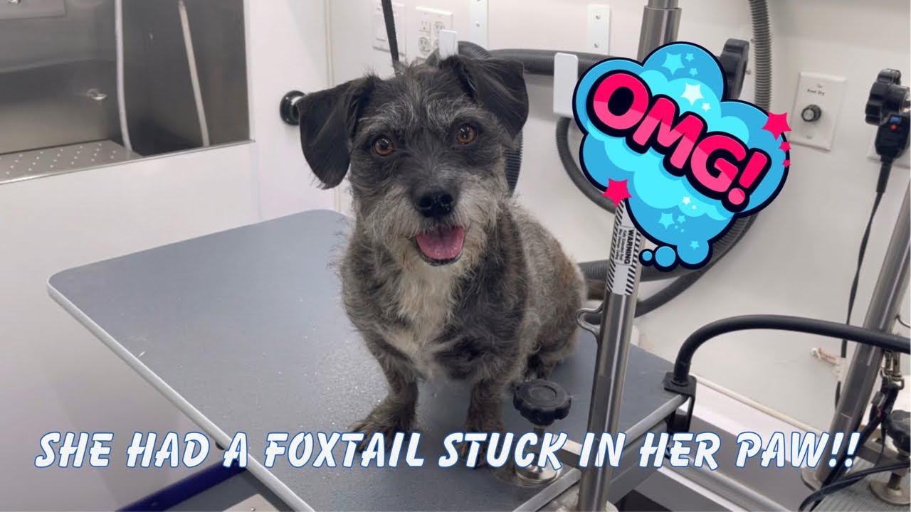 Rescue Dog Gets Groomed | Watch This Girl Change Colors!