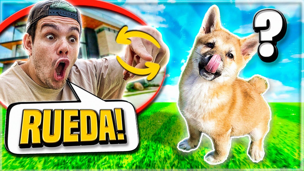 MI CACHORRO APRENDE 3 TRUCOS NUEVOS!! 🐶🌟 **En 5 MINUTOS** [Shiba Inu]