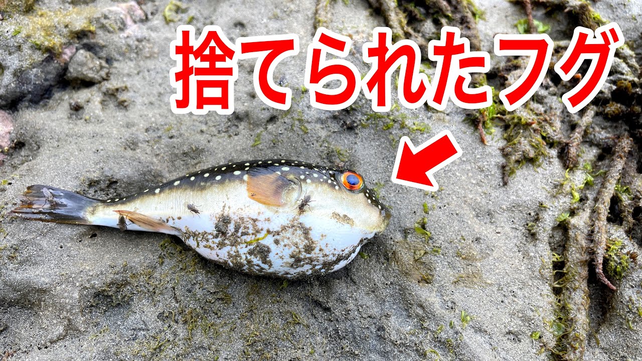 ハエがたかっているフグを海水に入れると..