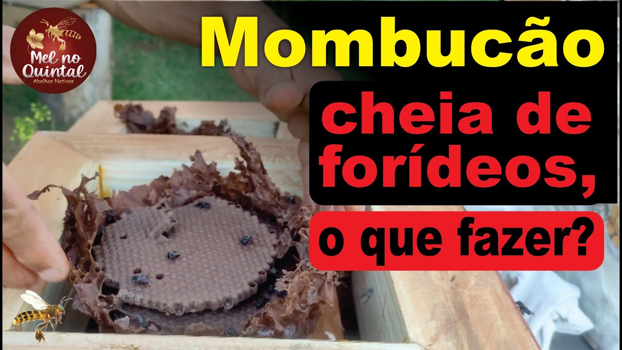 Mombucão lotada de forídeos é melhor transferir?