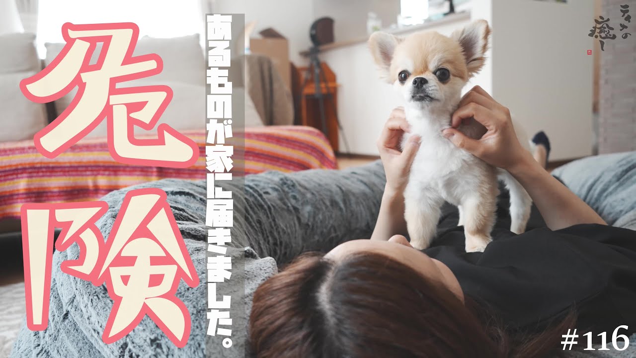 【新商品guguハギー】ついに届きましたッ!!これはもう...ここから動けなくなってしまいます...【チワワ】