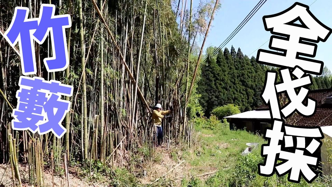 （2）目に見える竹藪を全部伐採｜半年かけて処理する
