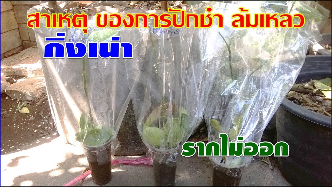 สาเหตุ !! การปักชำล้มเหลว กิ่งเน่า รากไม่ออก I เกษตรปลอดสารพิษ