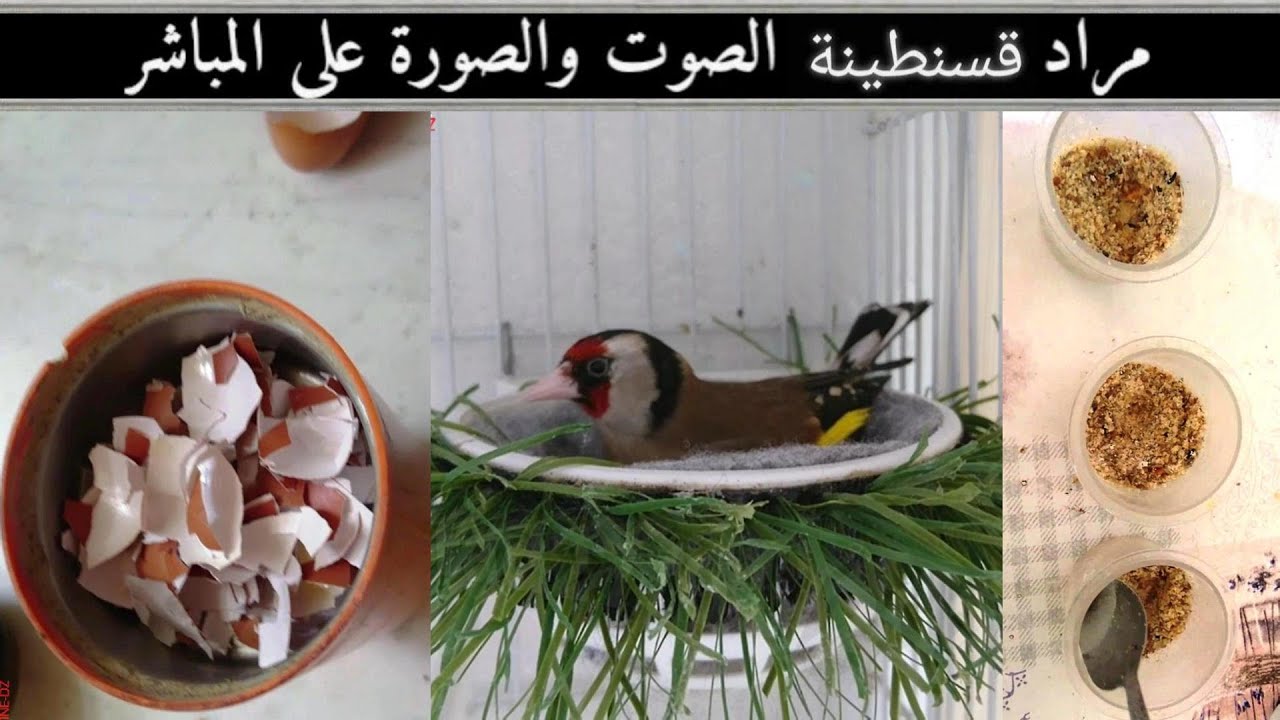 بطلب من متابعينا حتى تعم الفائدة أخوكم  يوضح لمتابعيه الطريقة الصحيحة لتقديم الكالسيوم الطبيعي 2025