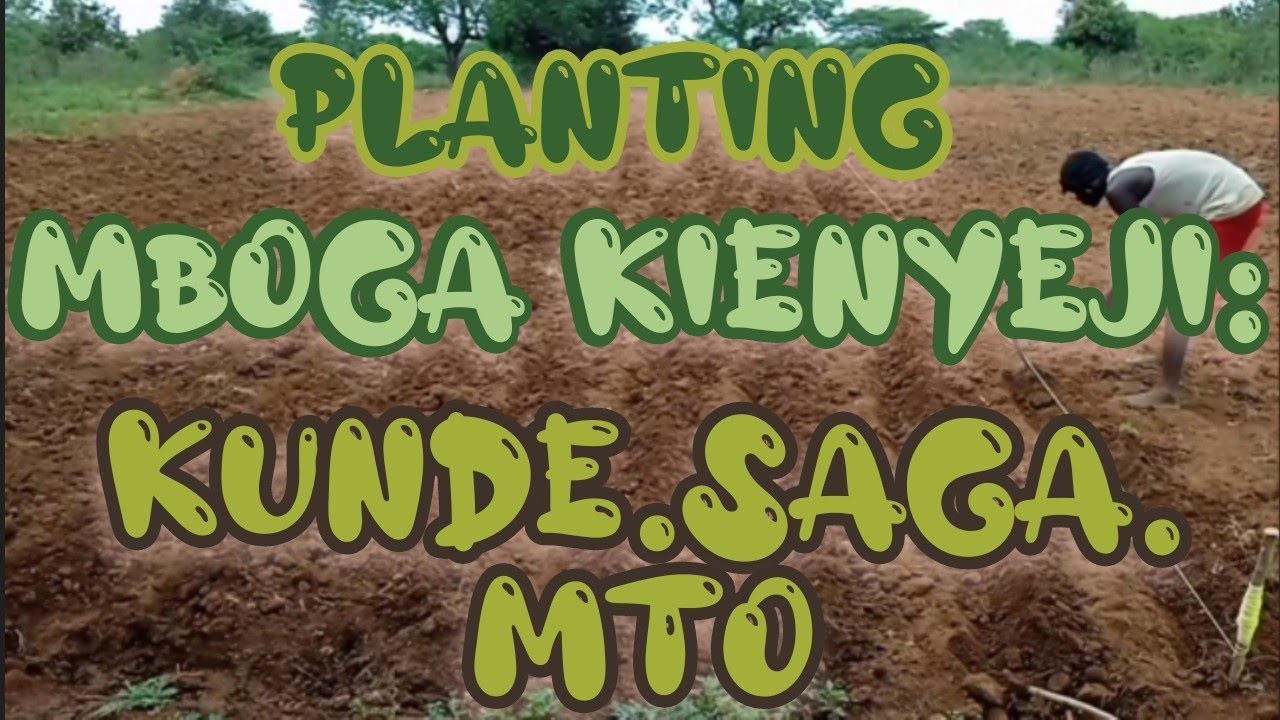 PLANTING DAY: KUNDE, SAGA