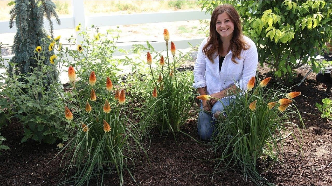 Pyromania® ‘Hot and Cold’ Red Hot Poker | Proven Winners Perennials