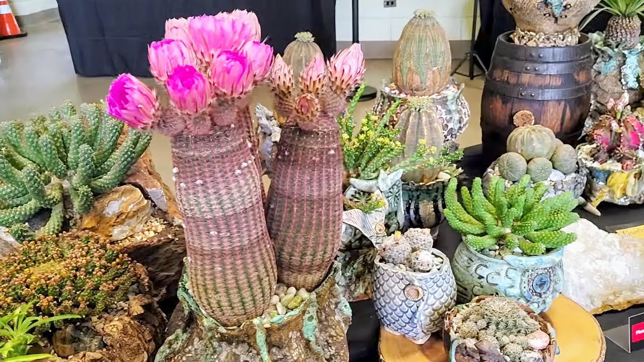 San Francisco Cactus and Succulent Show- San Francisco Succulent Expo 2025