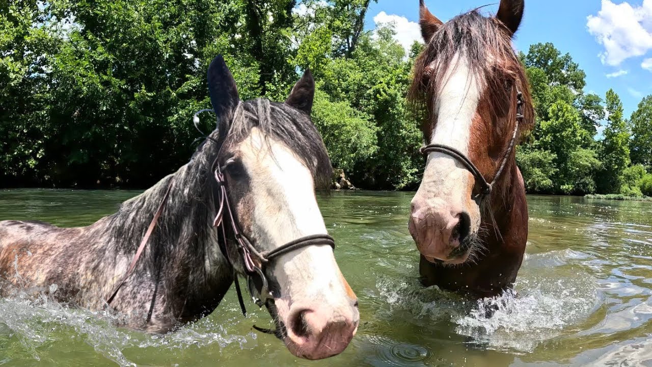 Rescued Clydesdale 