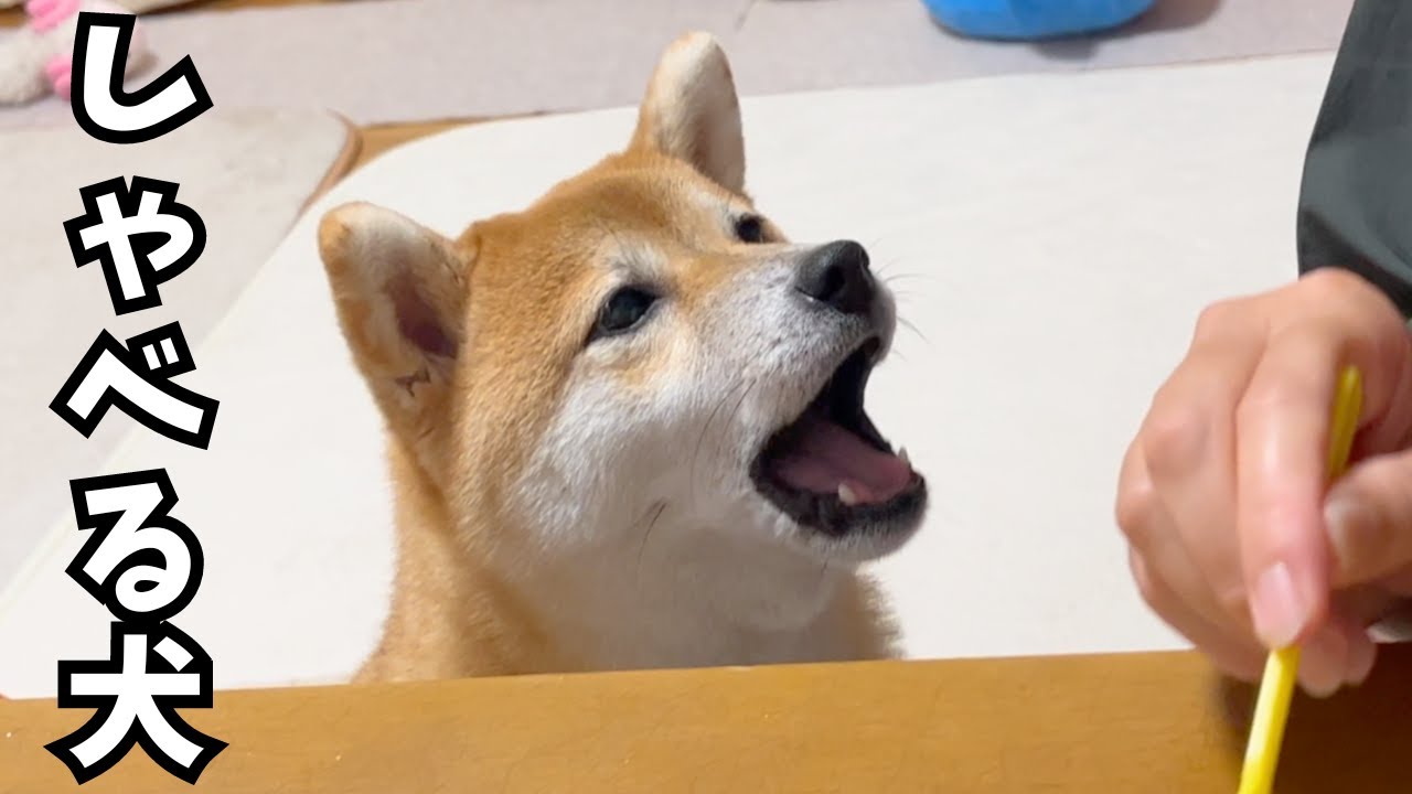いきなり流暢にしゃべり出す柴犬がすごすぎました！！