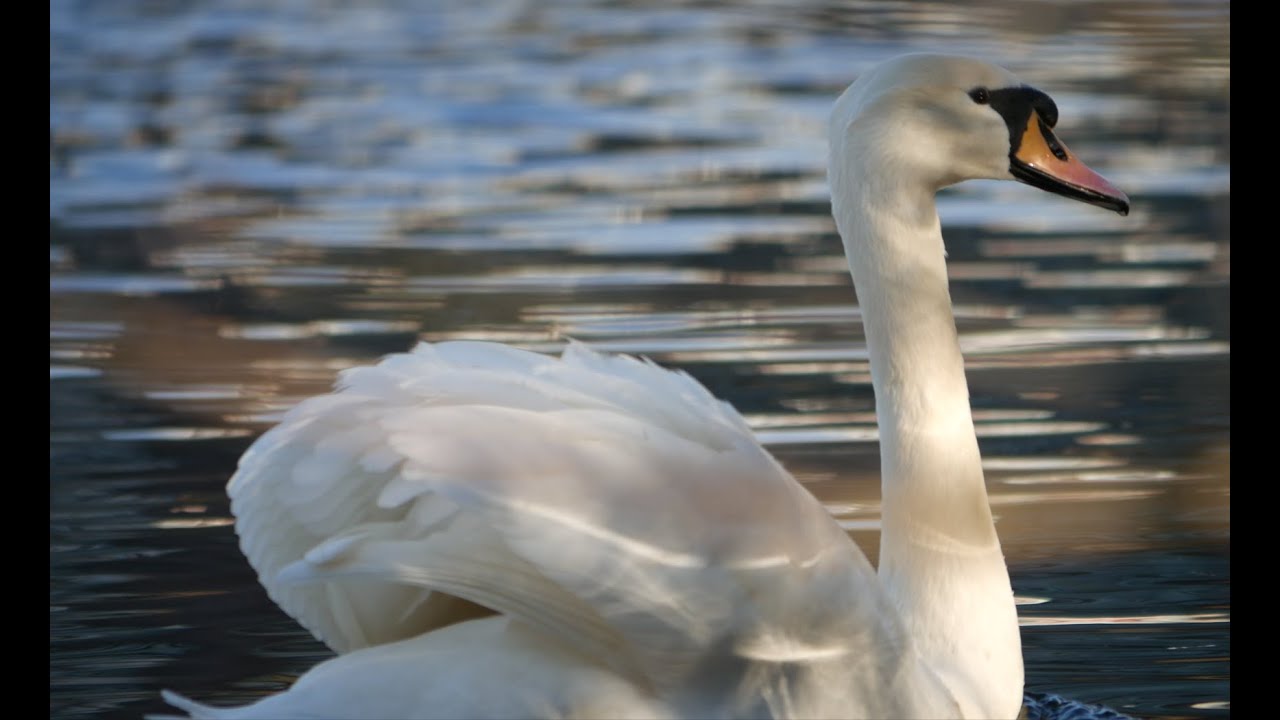 🦢 Swan Sound 2016 🦢 by ani male 🦢