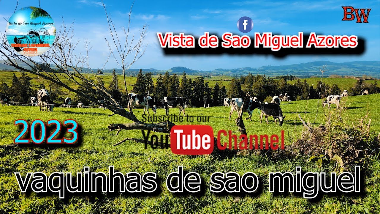Vaquinhas Lindas de Sao MIguel Azores 4k