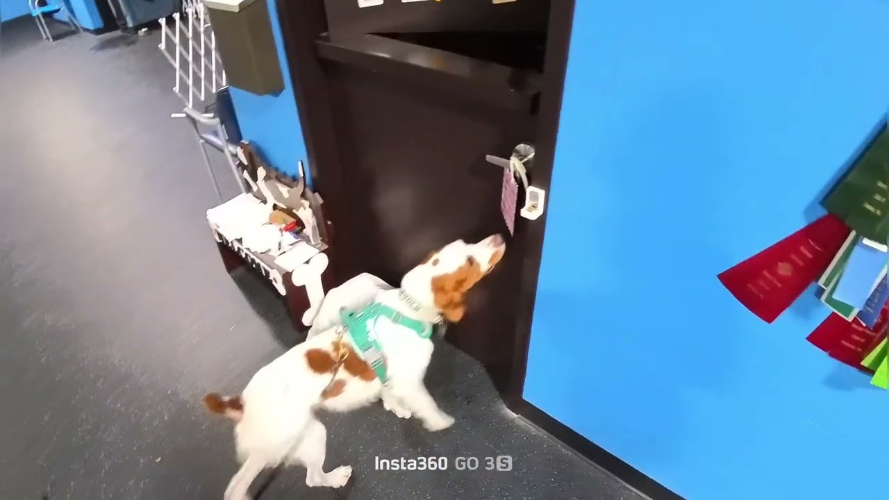4 paired hides - nosework warm up - Lincoln - 1/7/26