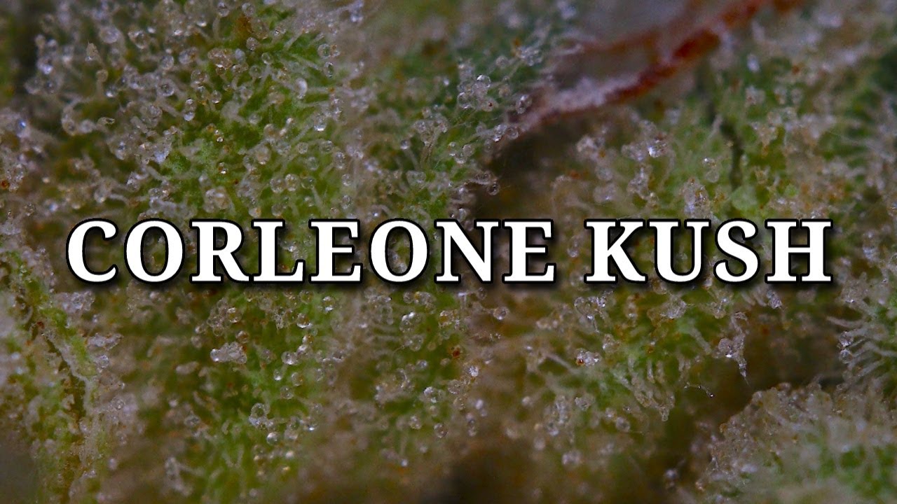 CORLEONE KUSH OFFICIAL STRAIN REVIEW