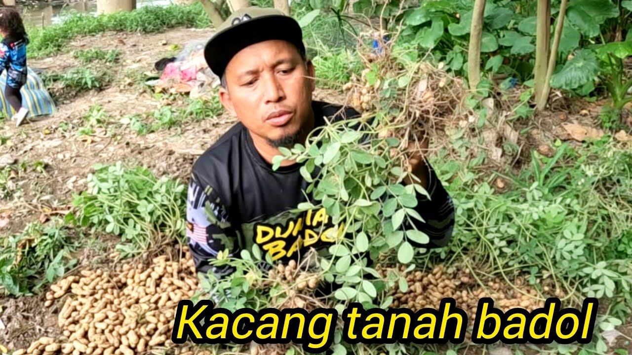 Kutip Hasil Kacang Tanah #gengdunia