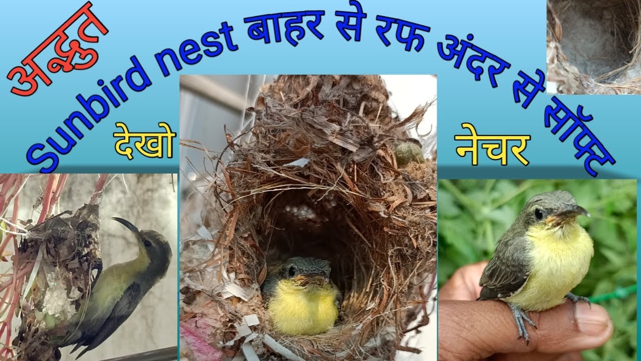 शानदार सनबर्ड-नेस्ट,एग्स, चिक्स और फ़ुर्र🤠Sunbird nest making and much More bhi