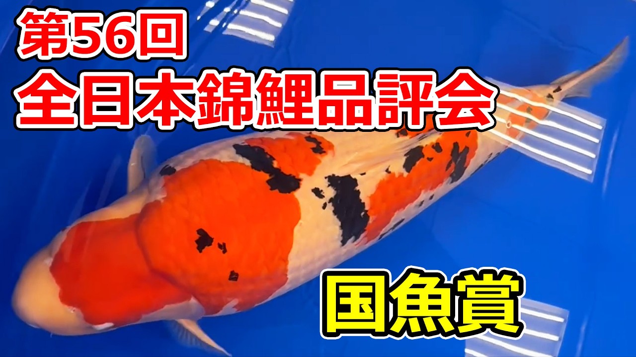 【受賞鯉】第56回全日本総合錦鯉品評会2026　国魚賞