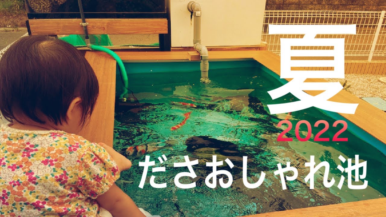 「錦鯉のいるダサオシャレなタライ池の夏2022」あなたに鯉してみました#5