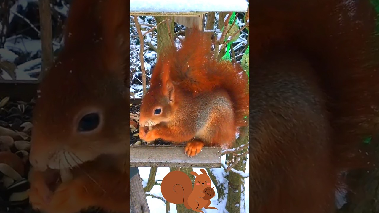 Winter Survival❄️Cute Red Squirrel Eating FOOD In The Snow🌰🐿️Pet Lovers MUST Watch⛄Farm Animal Video