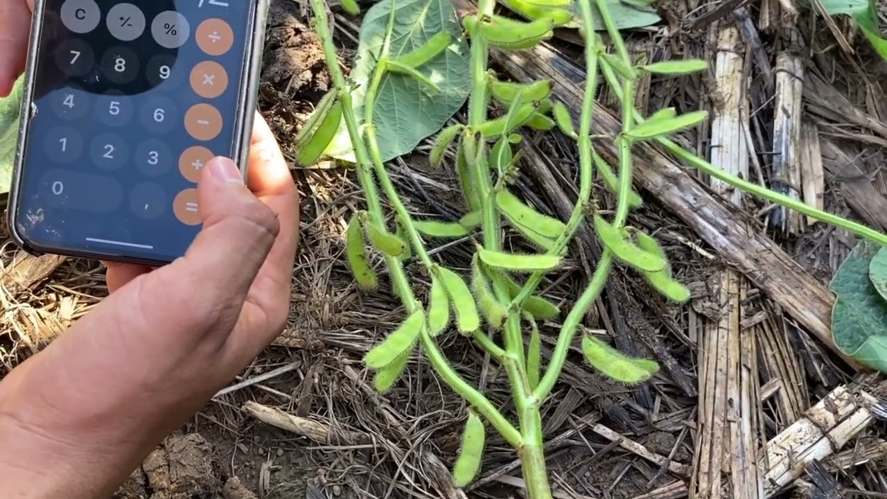 Como estimar a produtividade da soja na lavoura? Clique e veja