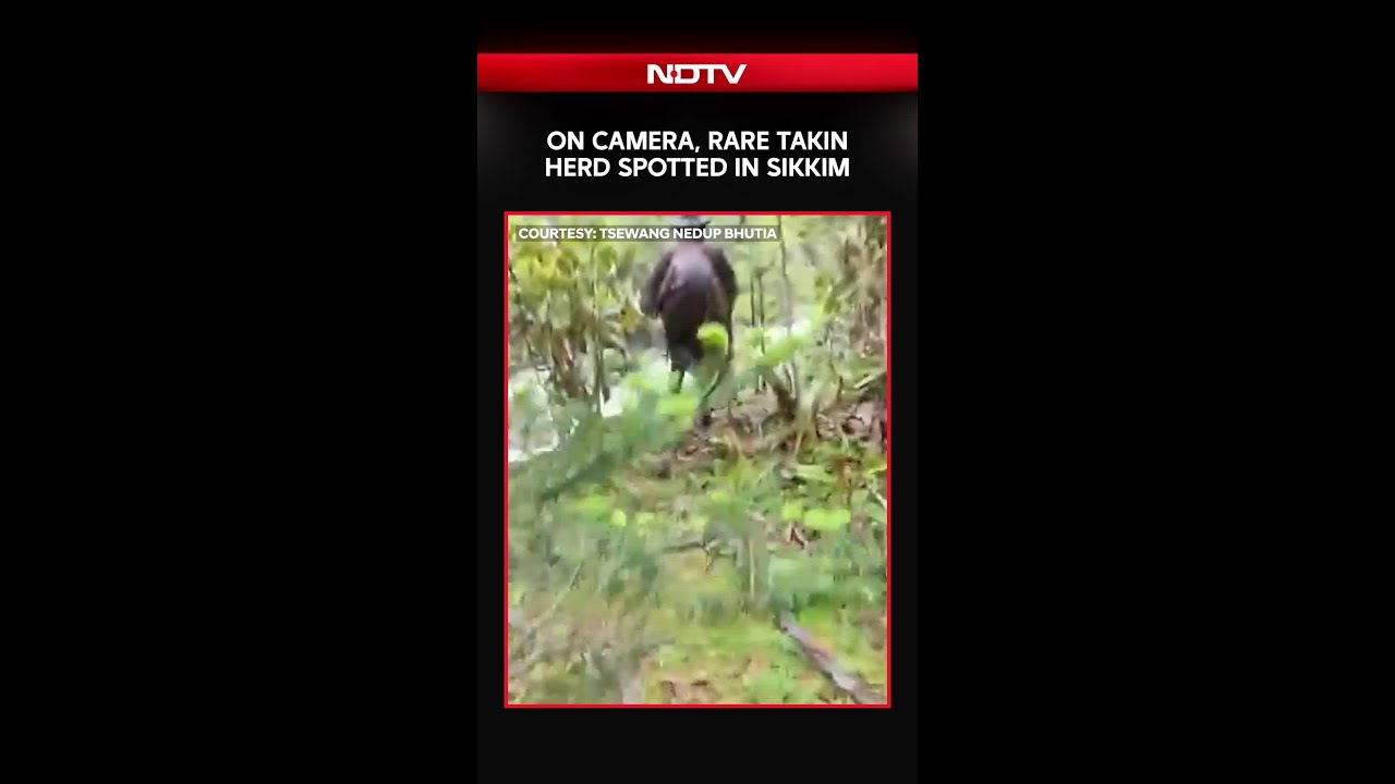 On Camera, Rare Takin Herd Spotted In Sikkim