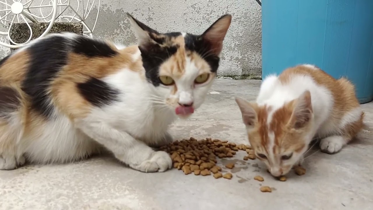 Family routine of domestic cats, eating, playing and sleeping #share #cat #kitten #cats #kucing #sub