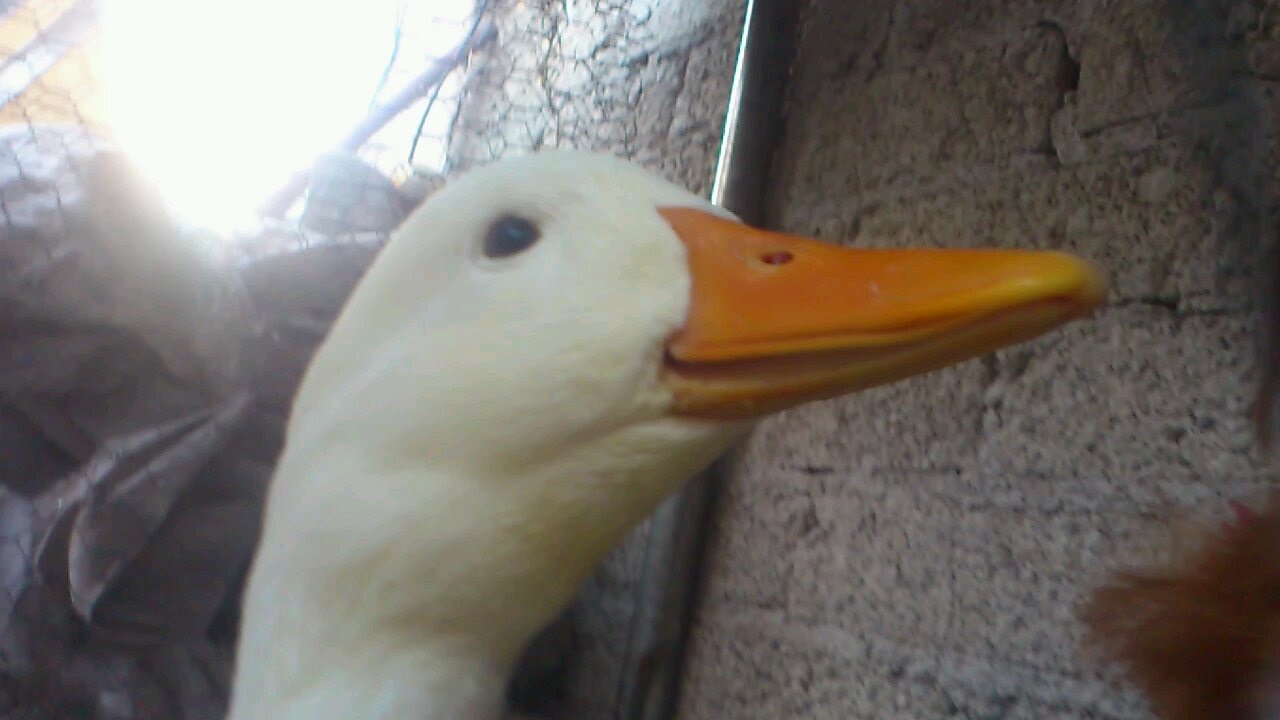 Crecimiento de Pato- semana por semana 2016