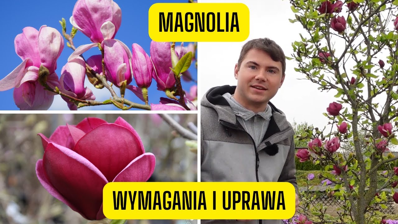 Magnolia – wszystko o uprawie królowej wiosny