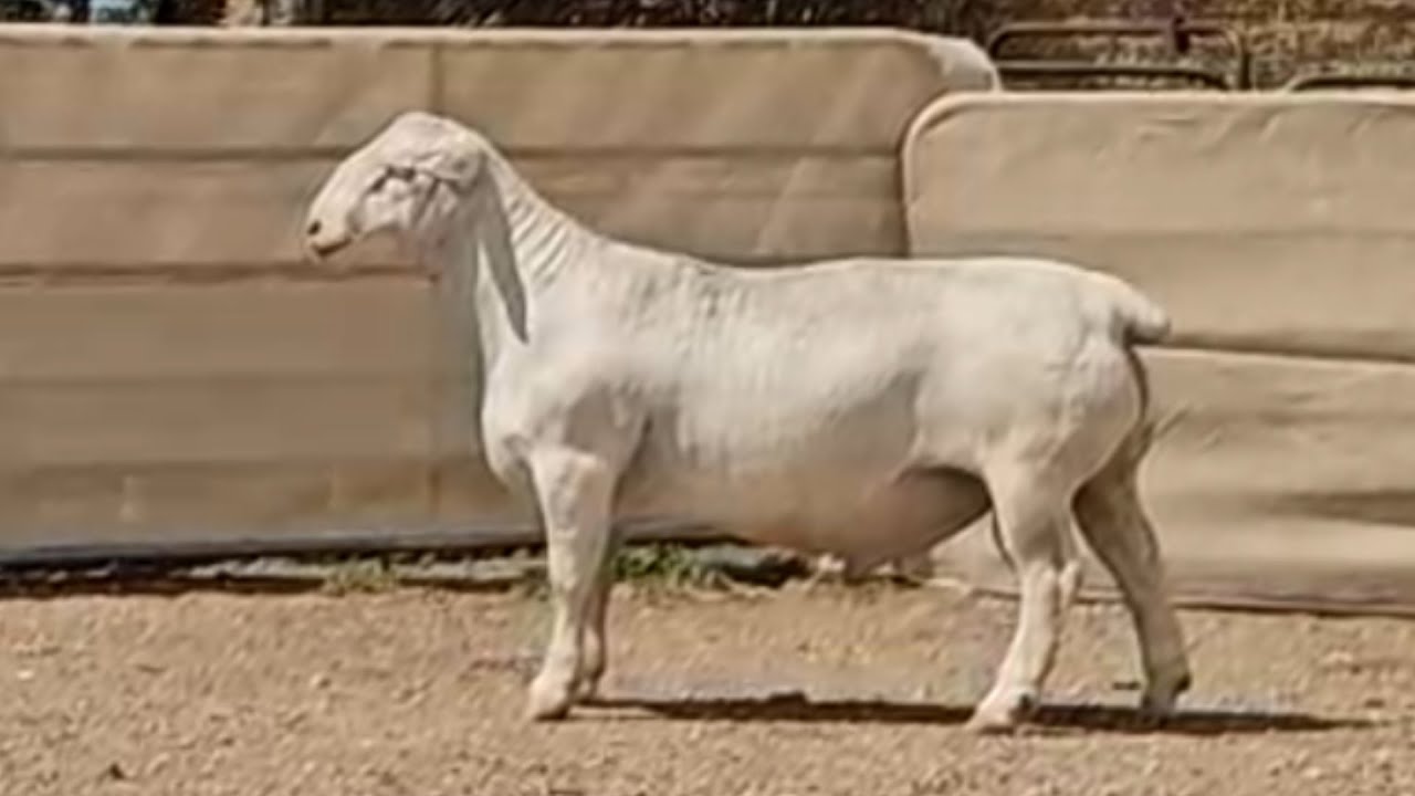 White Dorper Rams Lots 1   24