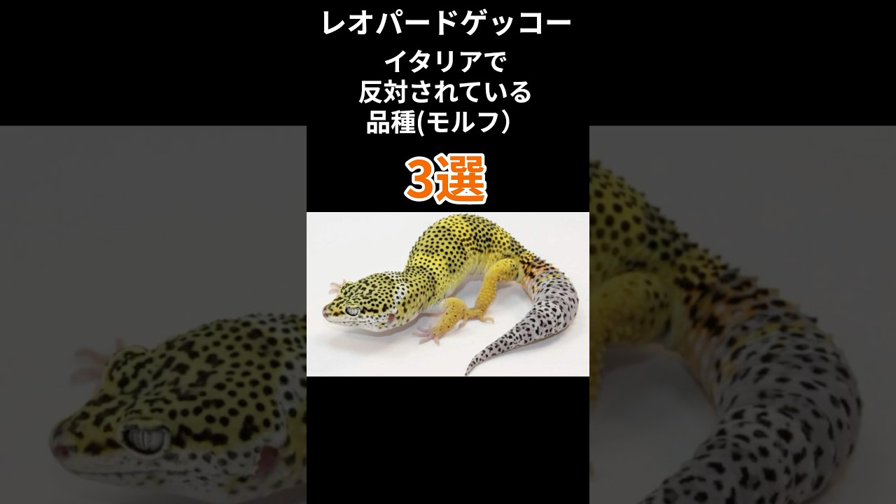 【レオパ】イタリアで反対されている品種(モルフ)3選　 #爬虫類　 #レオパードゲッコー #ヒョウモントカゲモドキ