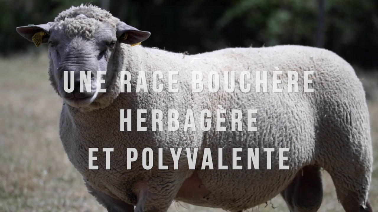 LE MOUTON VENDÉEN