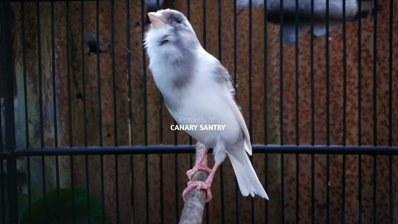 Самая МОЩНАЯ песня CANARY для ОБУЧЕНИЯ детеныша канарейки ❗❗
