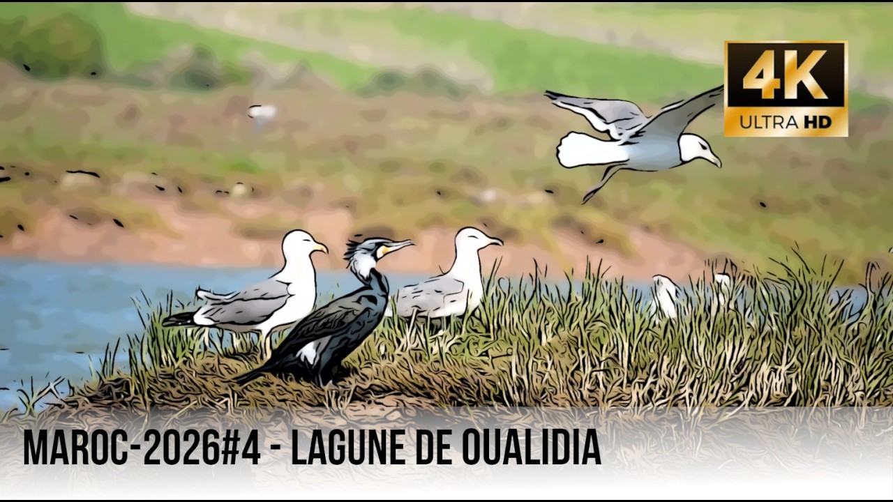 S01E04 - Maroc 2026 - Lagune de Oualidia - 4K
