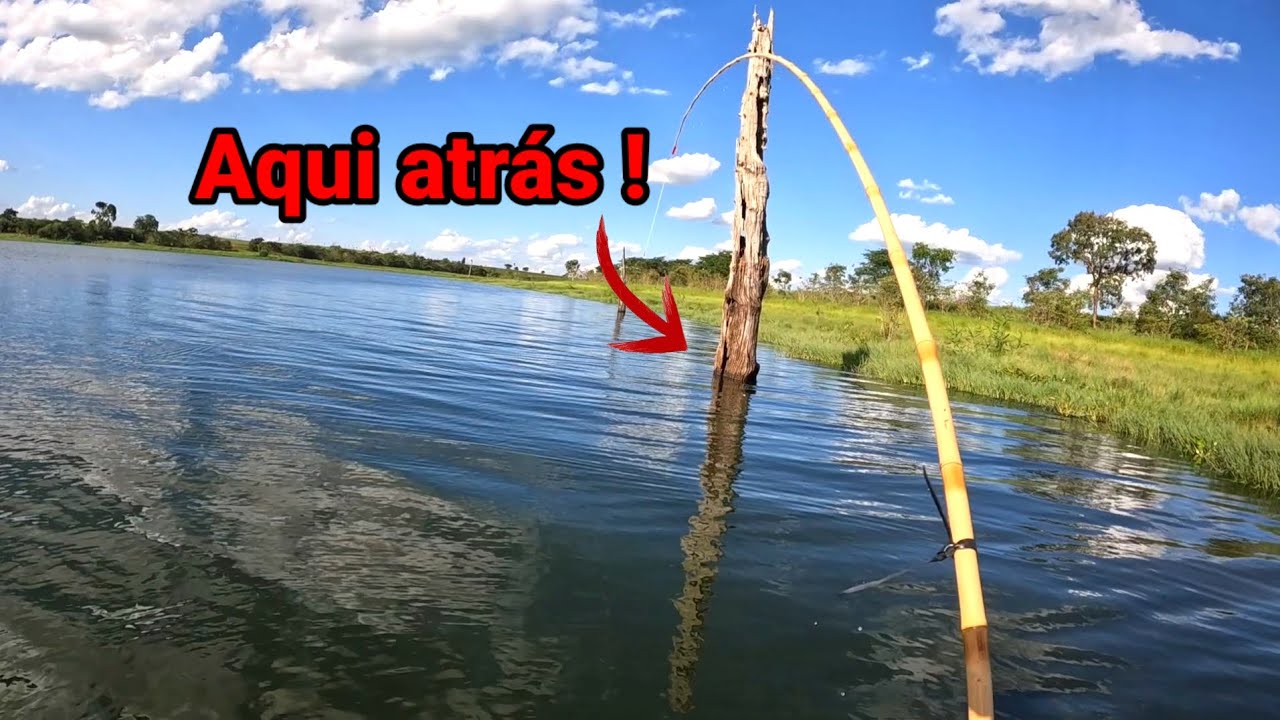 É sinistro ! Eles estavam no pé do toco, E estavam Vorazes pronto para...