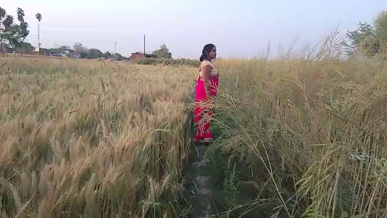 देखो मेरे सरसो मेरे आदमि क्या कर रहे हैं #renu